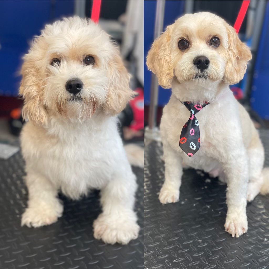 Flutie's Doggie Hideout