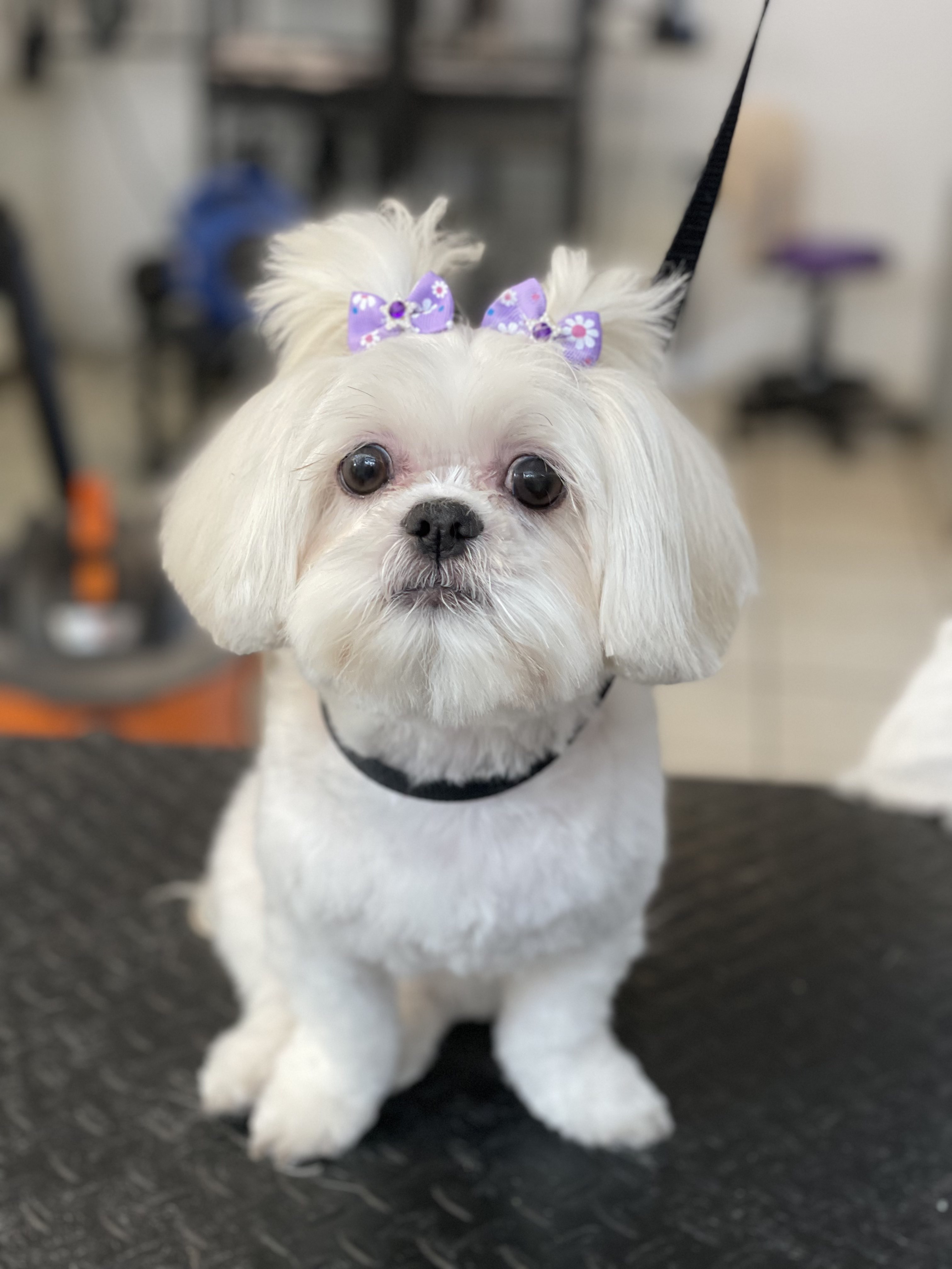 Flutie's Doggie Hideout