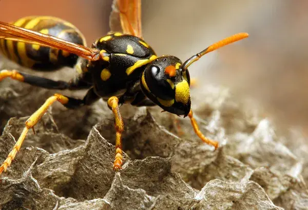 Close-up of a yellow and black yellowjacket on a textured gray nest, with vibrant wings. The background is blurred, emphasizing the wasp's detail.