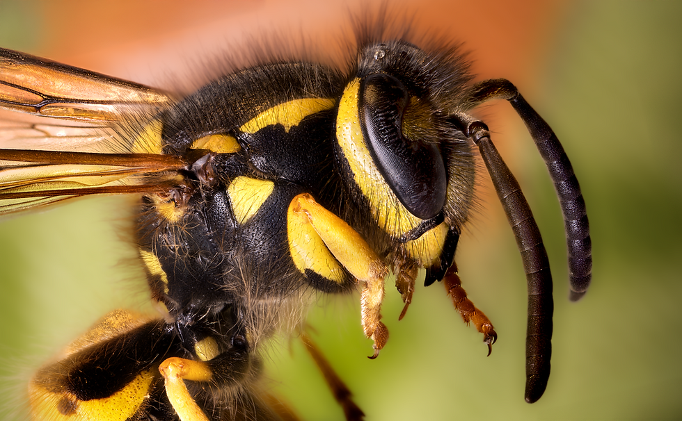Close-up of a yellowjacket with black and yellow stripes and detailed wings. Background is softly blurred in green and orange hues.