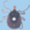 lone star tick