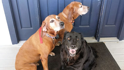 Jimmy's Warehouse Dogs