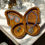 Thumbnail: Trinket Dish - Wooden Butterfly