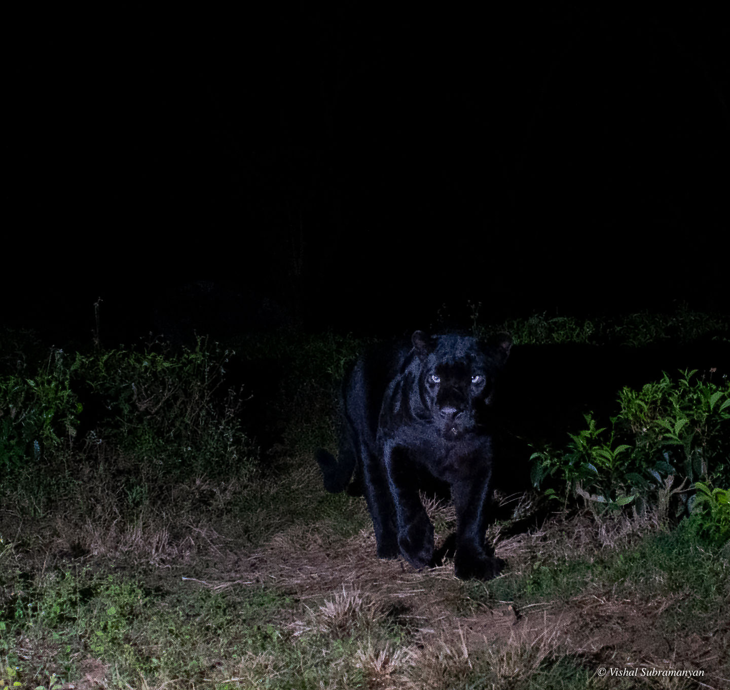 Melanistic Leopard