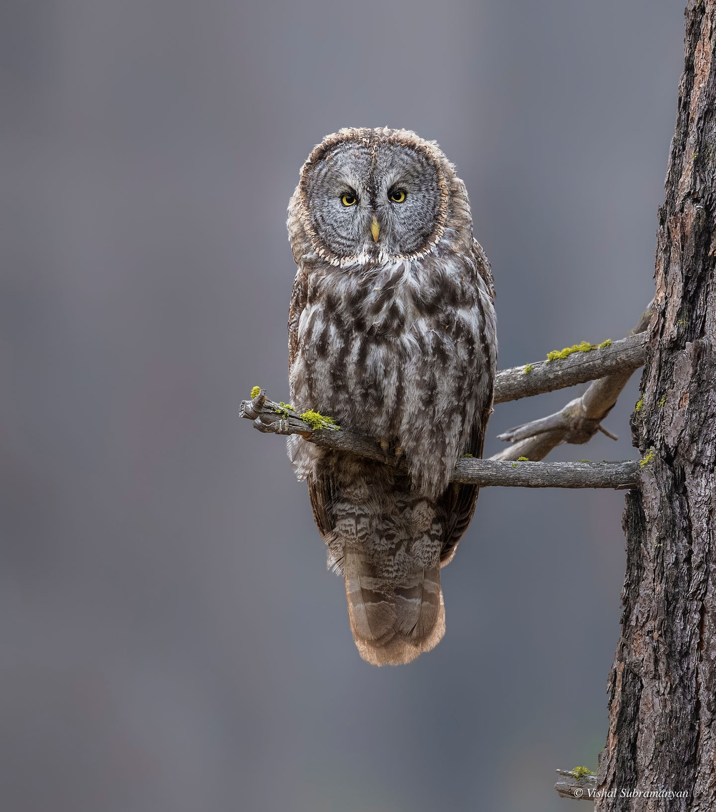 A great gray owl on a gray colored background