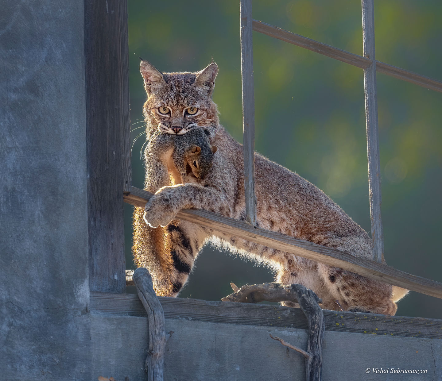 Bobcat with Squirrel in Window