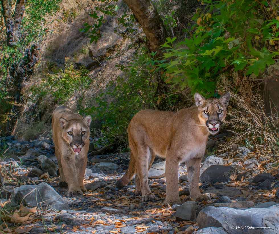 Mountain Lion Pair