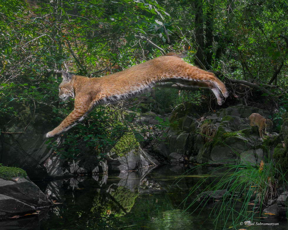 Bobcat Jump