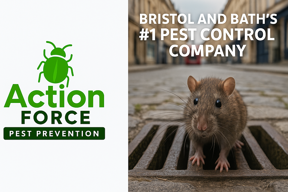 Action Force Pest Prevention: Bristol & Bath’s #1 Trusted Local Pest Control Company