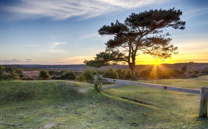 New Forest