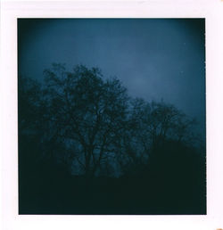 blue tree