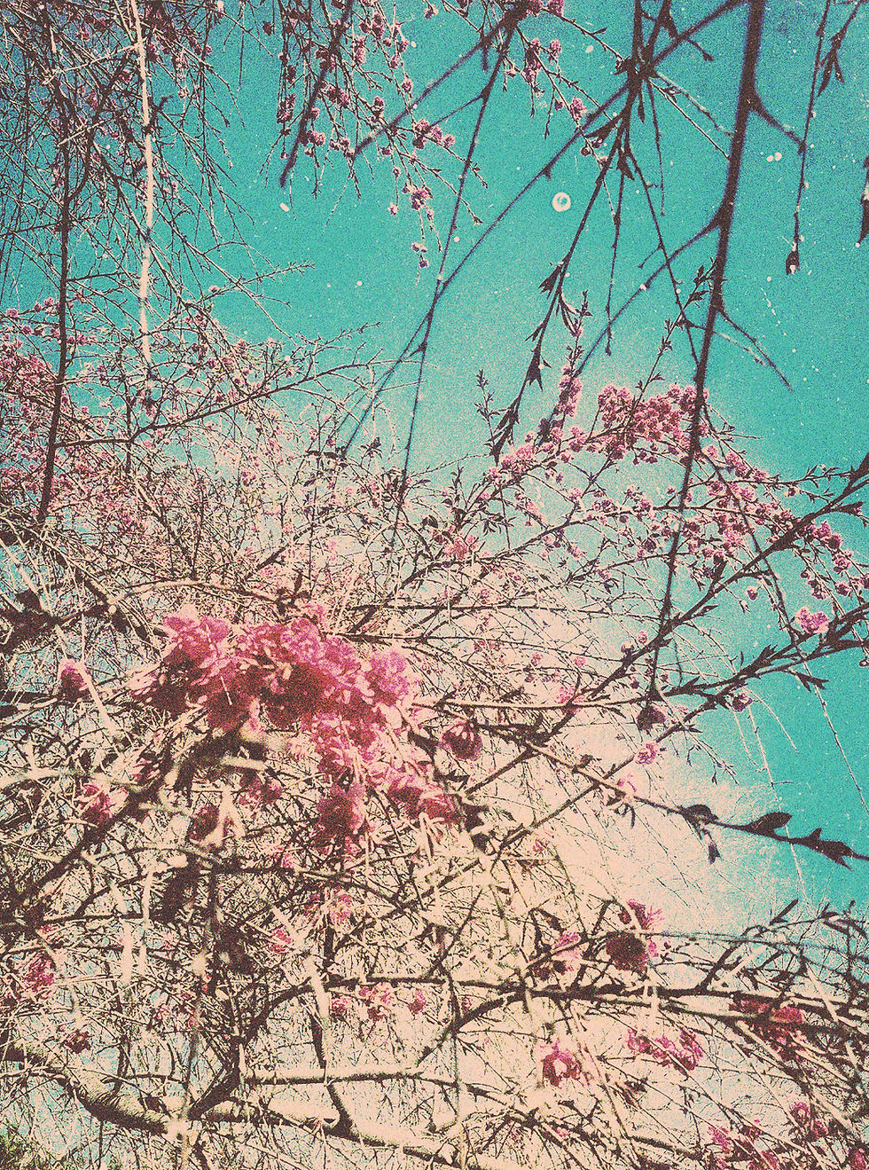 Services_plumtree_photo.png