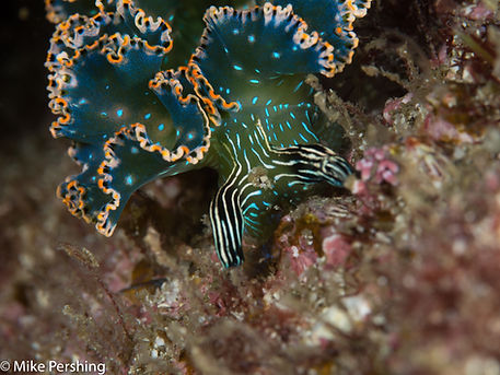 Nudibranch