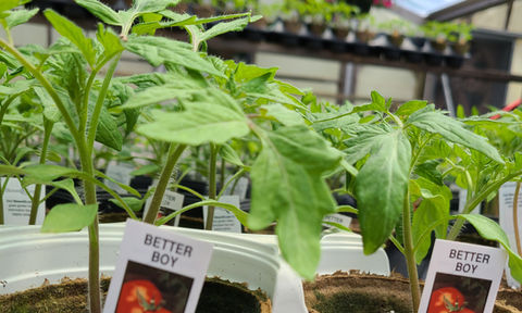 Tomatoes