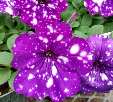 Night Sky Petunia