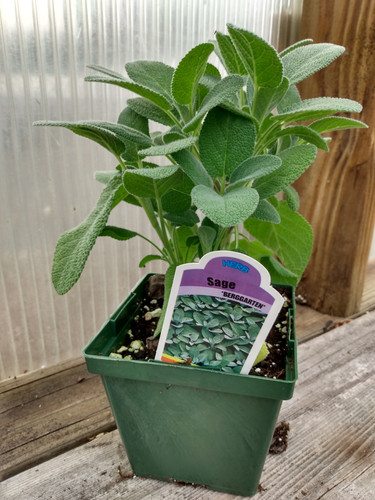 Sage | Lancaster Gardens