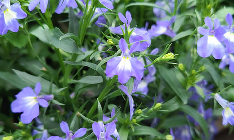 Lobelia