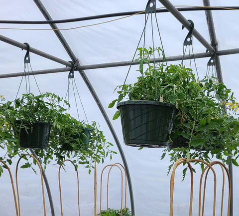 Hanging Tomato