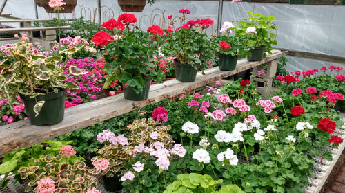 Geraniums | Lancaster Gardens