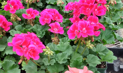 Geraniums