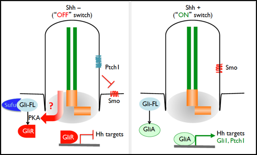 Primary cilia are signaling transduction conduits and the hedgehog isn't just a video game!