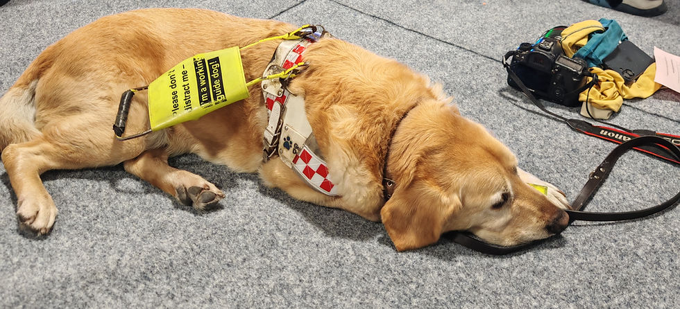 An image of a guide dog lying down on the mats in a bouldering gym