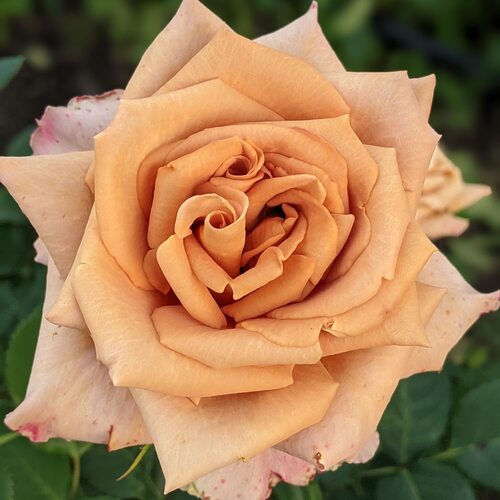 Toffee Roses Tree Toffee | Rose Paradise