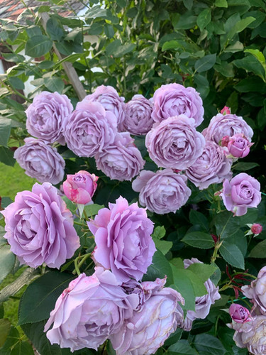 Rose　1000円 Novalis 