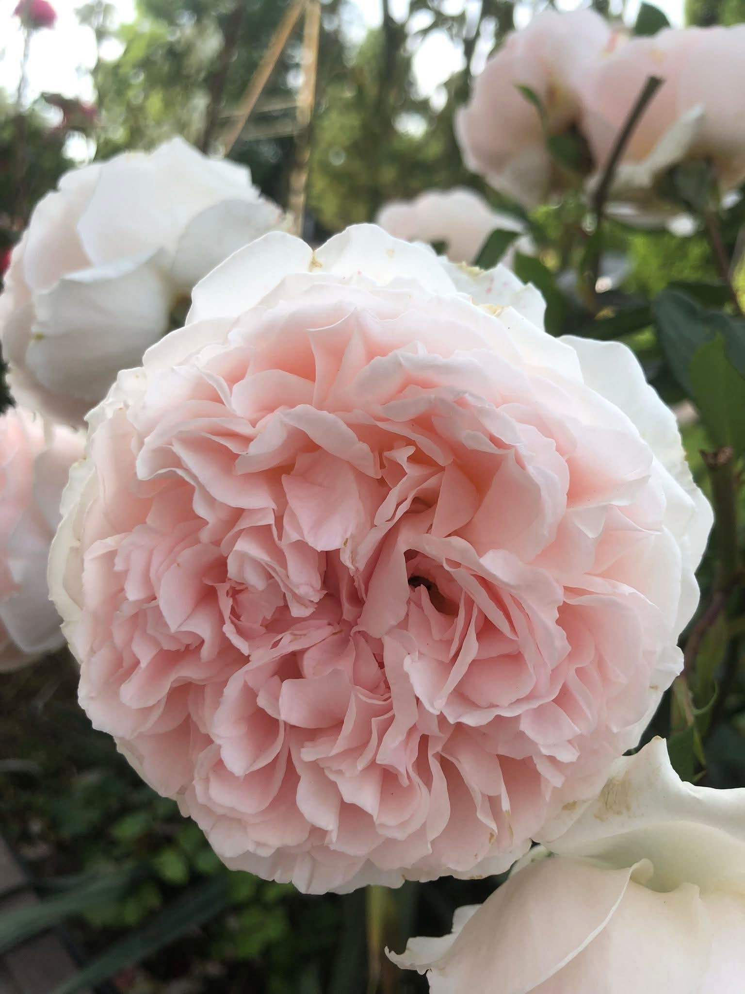 Märchenzauber "sale"