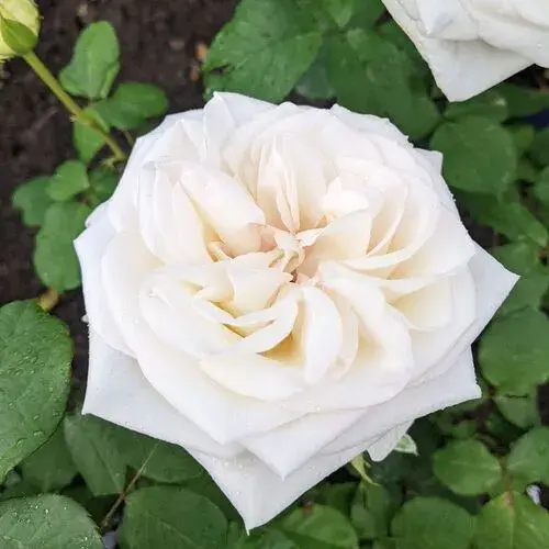 White O'Hara