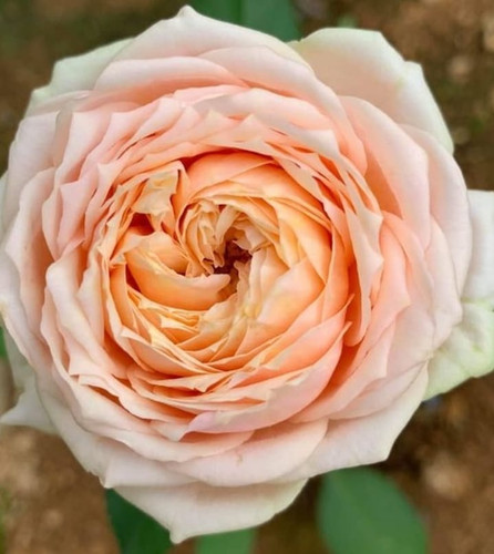 DOWNLOAD SWEET CATALINA MAID AVI intelligence overview