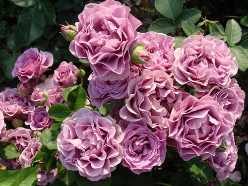 Terra Limburgia | Rose Paradise