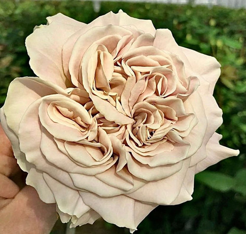 Westminster Abbey | Rose Paradise