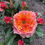 Thumbnail: Kensington Gardens