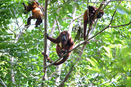 WS19 Guyana- Lucy Spelman_Faculty_Giants