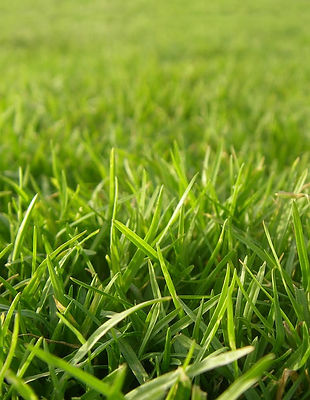 blades of grass