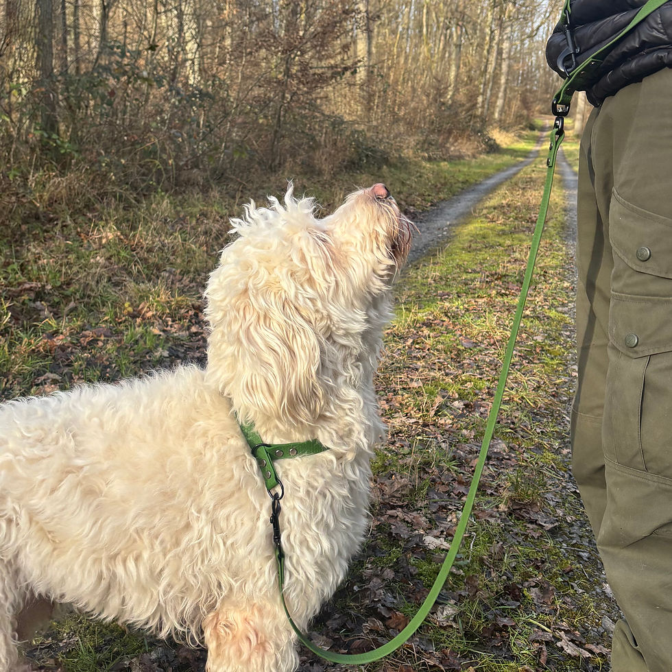 Miniaturbild: Hund schaut auf eine Hexa Umhängeleine