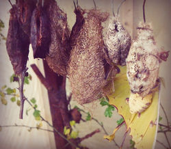 Moth Cocoons
