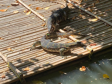 Pciture of water monitors