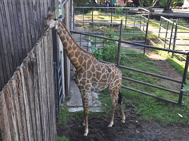 Giraffe at a zoo in Thailand