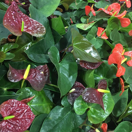 Anthurium Variety at Elgreen Orchid Plant Wholesale Boston MA