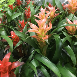 Guzmania plant wholesale Elgreen Orchid Boston
