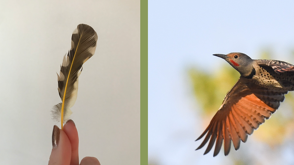 A yellow shafted flicker feather (left, photo by Anne Longman) and a red shafted flicker wing (right, photo by Max Brodie, courtesy Macaulay Library)