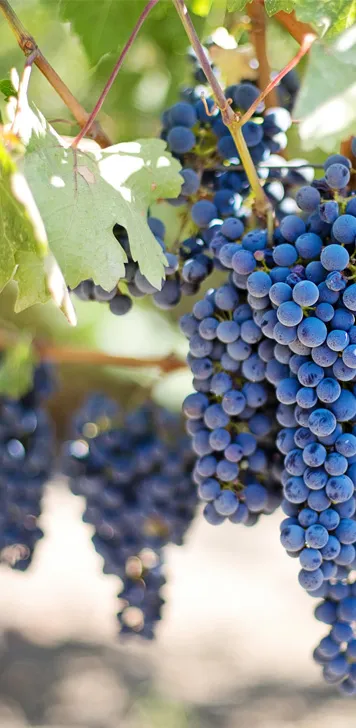 Guadet-Vin-Raisin-ori.webp