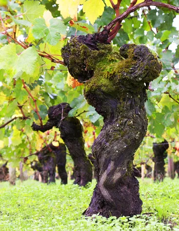 Guadet-Vin-illustration-2-ori.webp