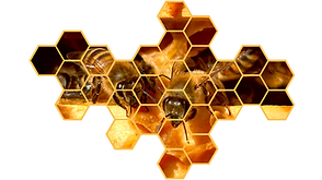 Header -emailing.png