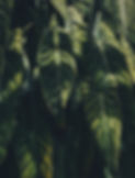 tropical plant.jpeg