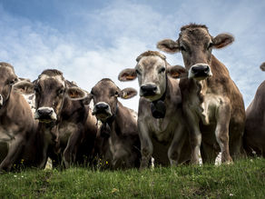 In marcia verso gli alpeggi.