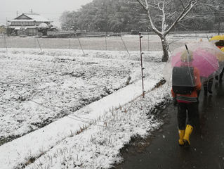 まさかの雪