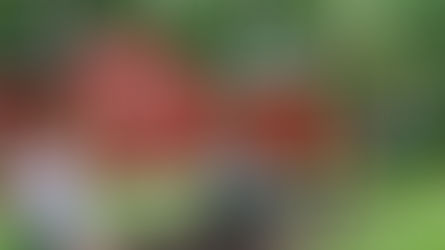 Discovering Deeper Roots in Nature: A New Microschool & Our Shared Vision